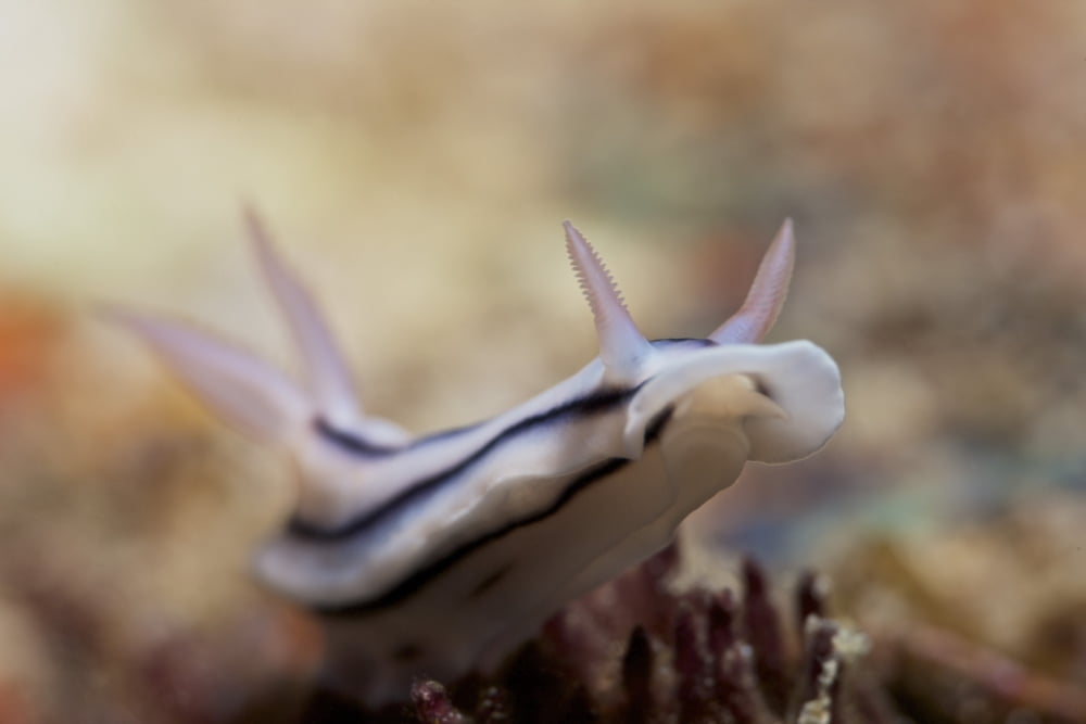 Nudibranch feeding on the reef Fiji Canvas Art - Terry MooreStocktrek Images (35 x 23)