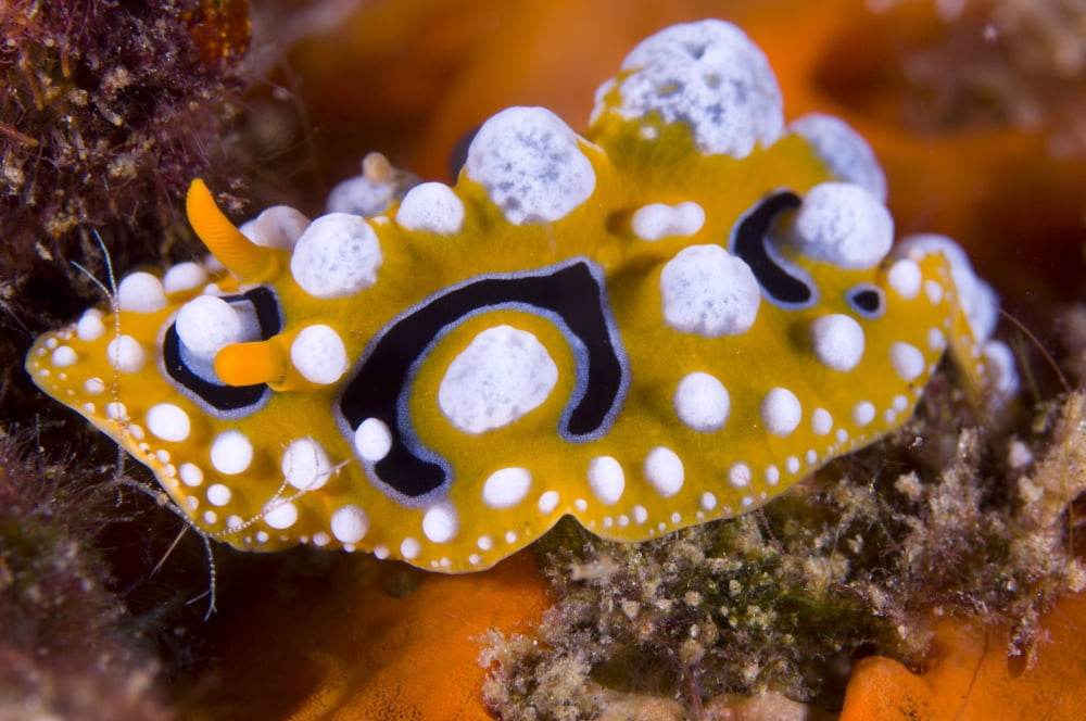Nudibranch on coral Papua New Guinea Canvas Art - Steve JonesStocktrek Images (18 x 12)