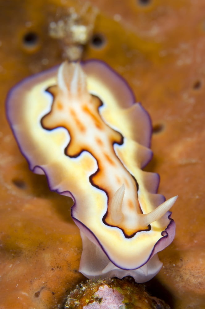 Nudibranch on orange sponge Kimbe Bay Papua New Guinea Canvas Art - Steve JonesStocktrek Images (12 x 18)
