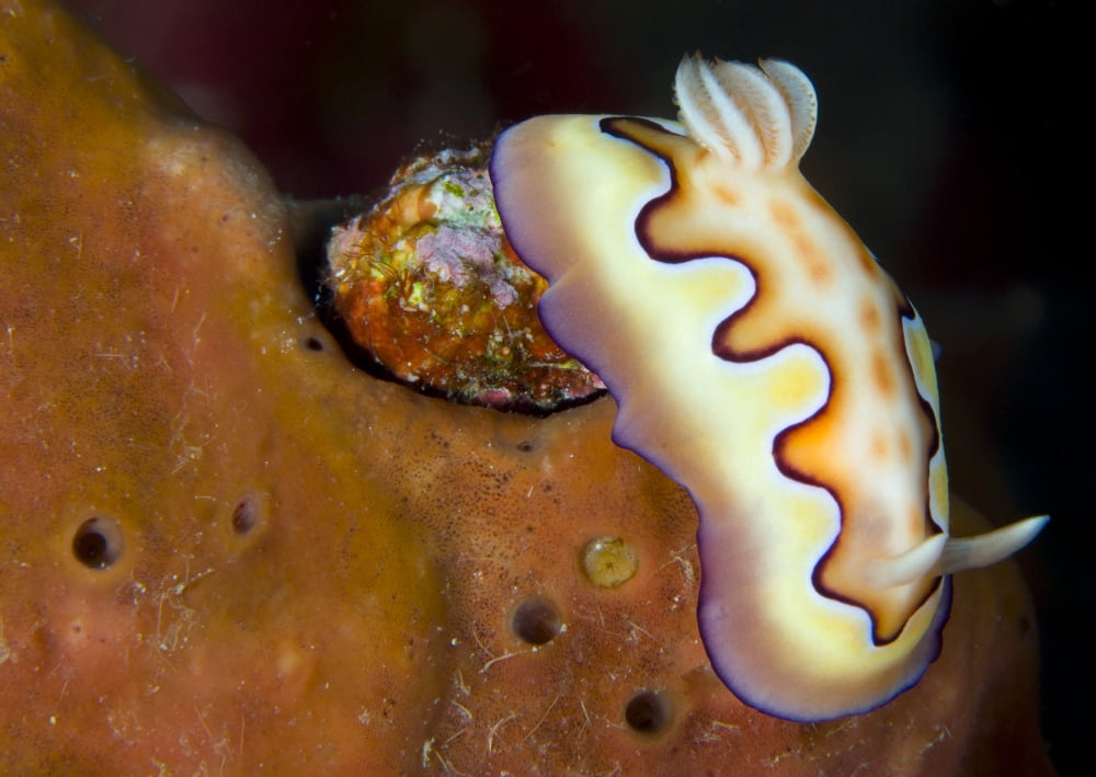 Nudibranch on orange sponge Kimbe Bay Papua New Guinea Canvas Art - Steve JonesStocktrek Images (17 x 12)