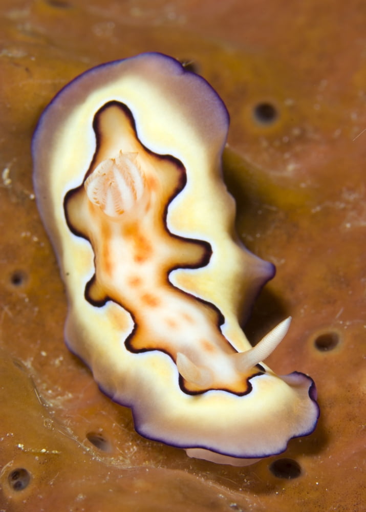 Nudibranch on orange sponge Kimbe Bay Papua New Guinea Canvas Art - Steve JonesStocktrek Images (24 x 33)