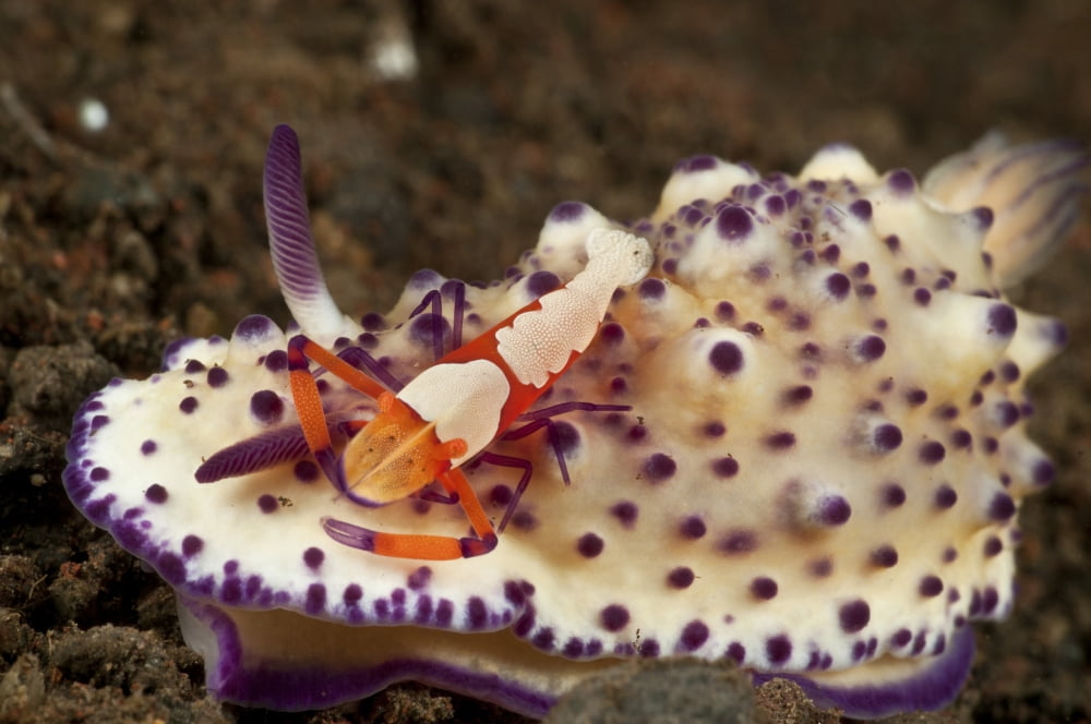 Nudibranch with orange emperor shrimp Bali Indonesia Canvas Art - Mathieu MeurStocktrek Images (18 x 12)