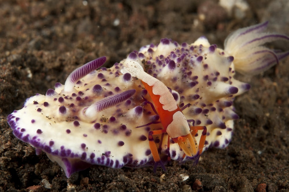 Nudibranch with orange emperor shrimp Bali Indonesia Canvas Art - Mathieu MeurStocktrek Images (18 x 12)