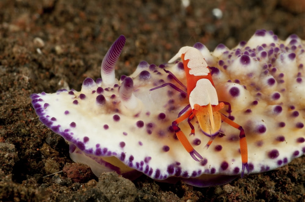 Nudibranch with orange emperor shrimp Bali Indonesia Canvas Art - Mathieu MeurStocktrek Images (35 x 23)