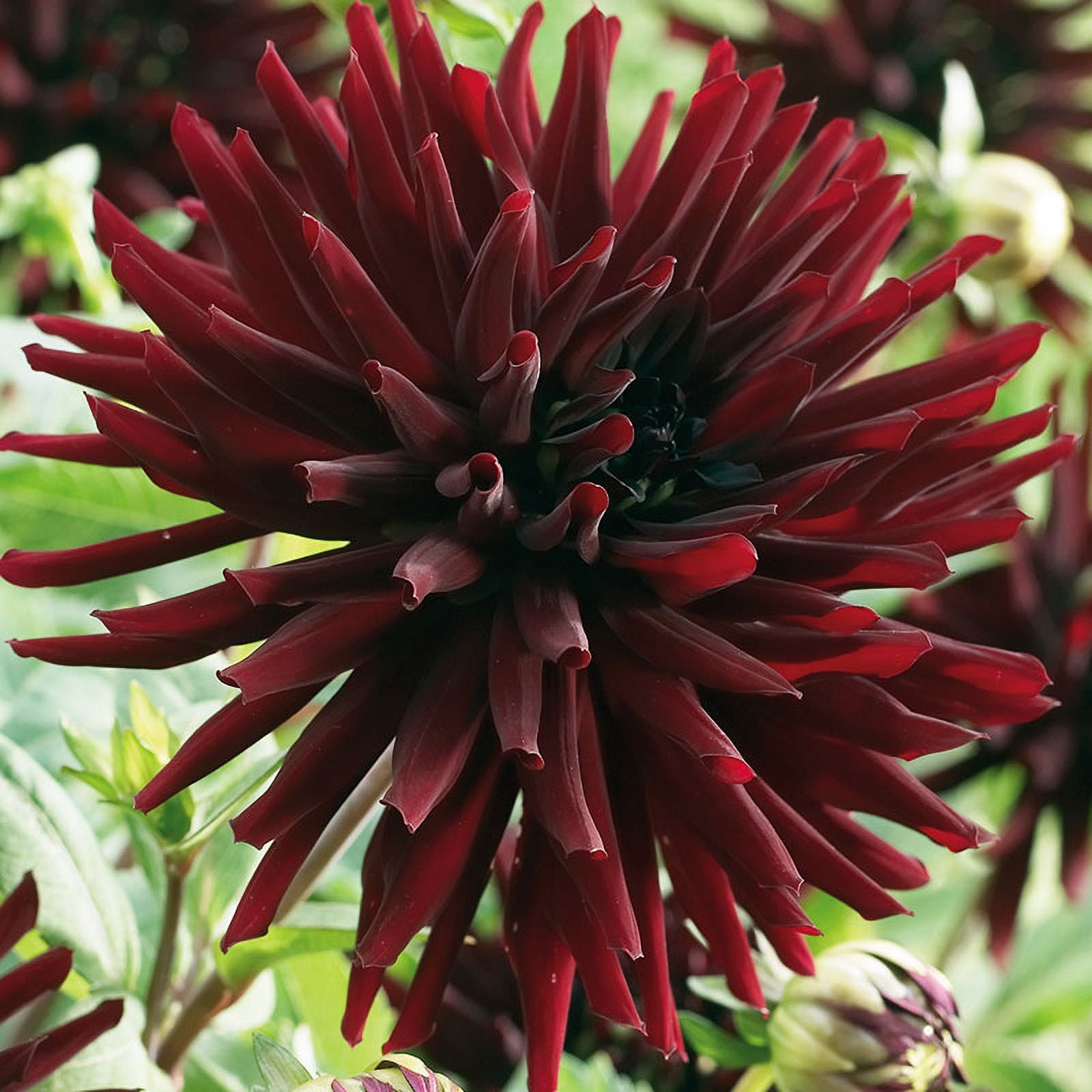 Nuit d'Ete Cactus Dahlia Flower Bulbs - 3 Tubers per Pack - Deer Resistant - Good as Cut Flowers - Grows Well In Containers - Easy to Grow Live Plants - Outdoor Garden