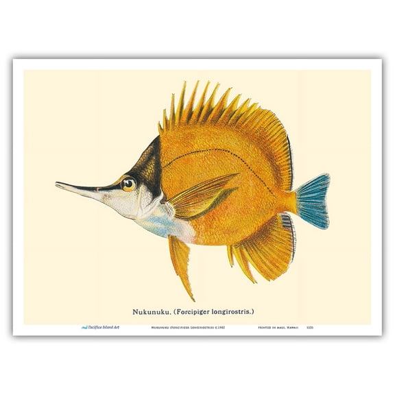 Nukunuku (Forcipiger Longirostris) - Hawaiian Longnose Butterflyfish - from Fishes of Hawaii - Vintage Hawaiian Color Postcard c.1905 - Master Art Print (Unframed) 9in x 12in