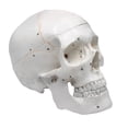 thumbnail image 1 of Numbered Human Adult Skull, 3 Part - Medical Quality Anatomical Model - 9" Height - Removable Skull Cap, Shows Most Major Foramen, Fossa, and Canals - Articulated Mandible - Eisco Labs, 1 of 6