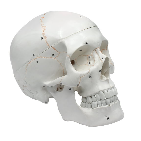 Numbered Human Adult Skull, 3 Part - Medical Quality Anatomical Model - 9" Height - Removable Skull Cap, Shows Most Major Foramen, Fossa, and Canals - Articulated Mandible - Eisco Labs