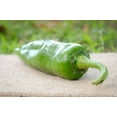 thumbnail image 1 of Numex Sandia New Mexico Hatch Chile Pepper Premium Seeds Packet, 1 of 2