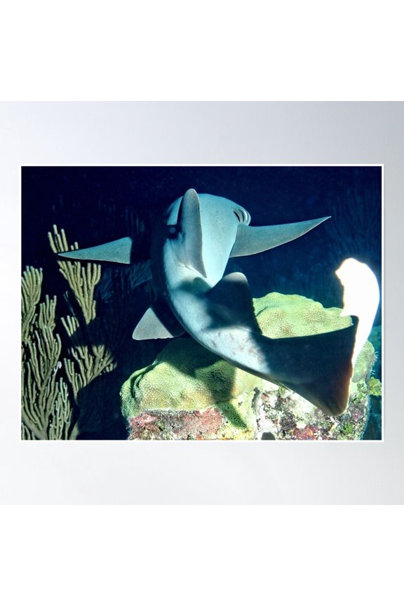 Nurse Shark On Night Dive Poster Wall Art, Modern Wall Decor, 8x12 UNFRAMED