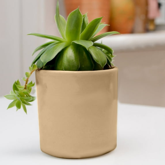 Nursery Pots With Drainage Holes,Plastic Plant Pot Seedling Pots,Seed Starter Pots for Planting,Transplanting,Flower,Succulents,Planter Pot for Indoor Outdoor Office And Balcony Decor Gold-3"