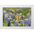 thumbnail image 1 of Nussbaumer, Rolf 14x11 White Modern Wood Framed Museum Art Print Titled - Black-Chinned Hummingbird, 1 of 4