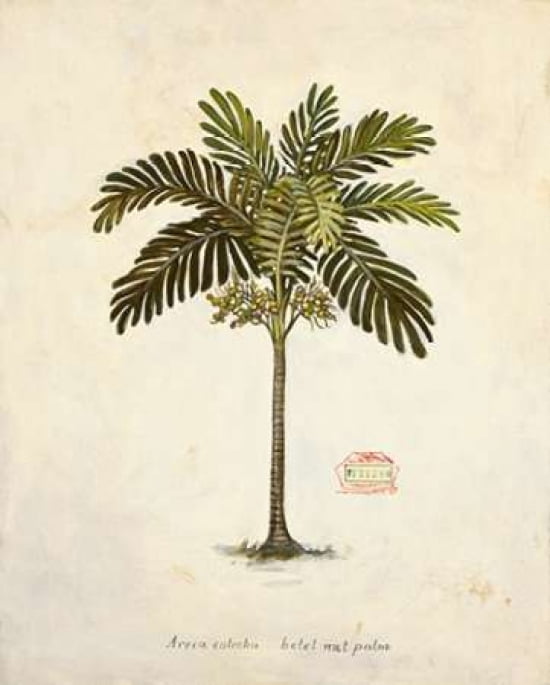 Nut Palm Illustration Canvas Art - Arnie Fisk (22 x 28)