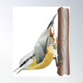 thumbnail image 1 of Nuthatch Garden Bird Illustration Poster Wall Art, Modern Wall Decor For Living Room Bedroom, 24x36 UNFRAMED, 1 of 3