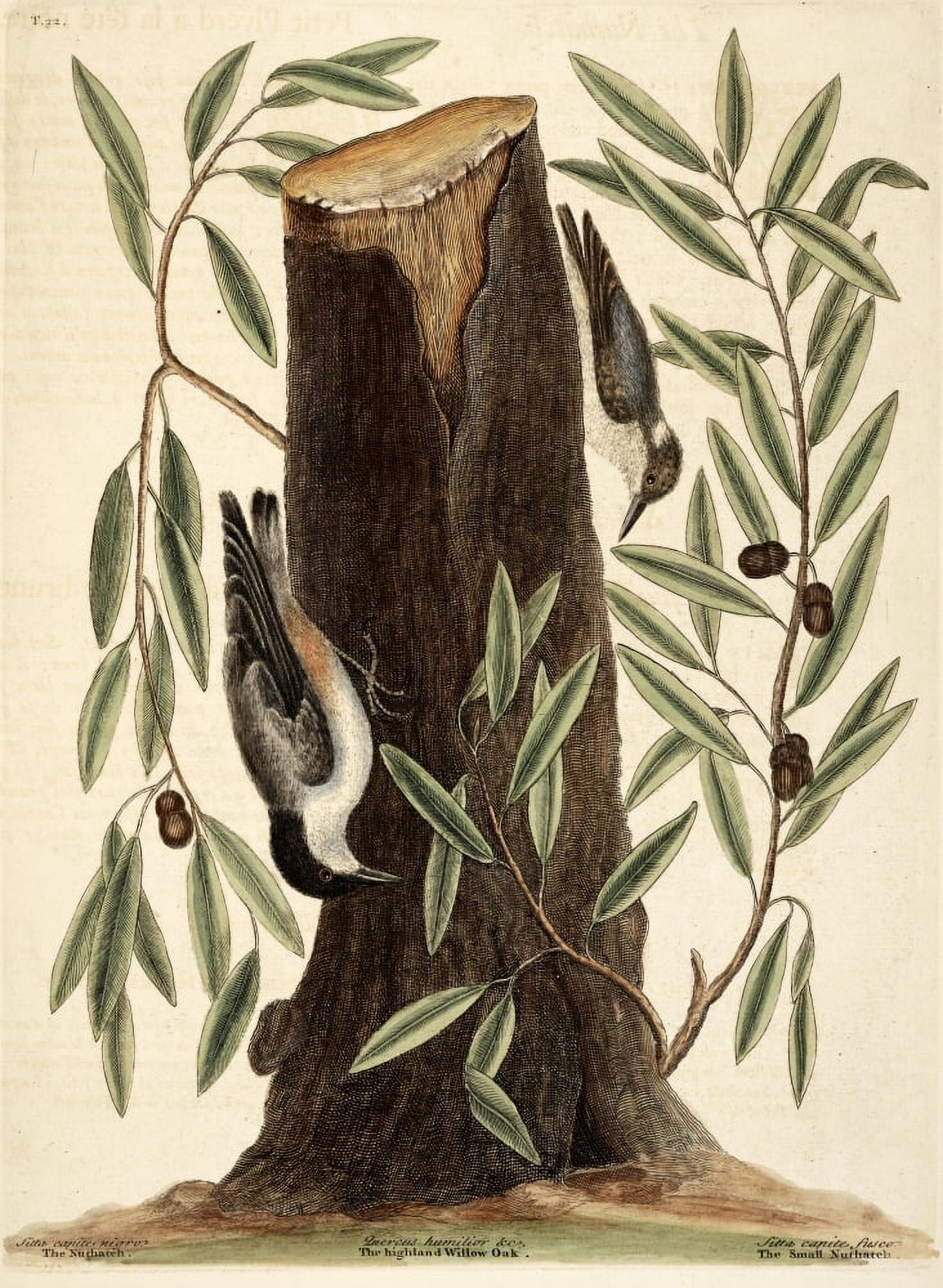 Nuthatches Canvas Art - Mark Catesby (18 x 24)