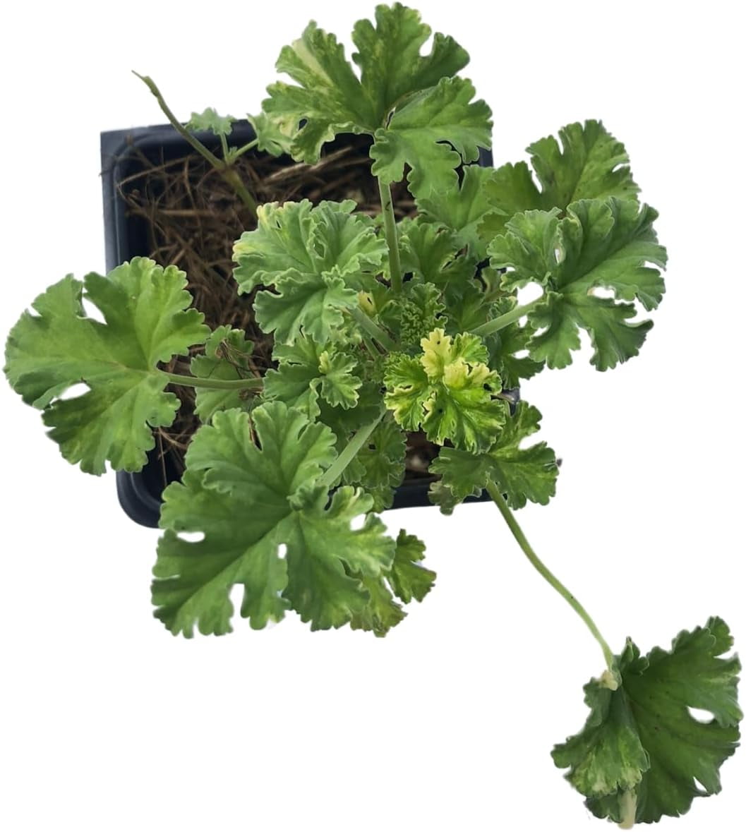 Nutmeg Scented Geranium (Pelargonium x fragrans) 'Snowy Nutmeg' Live Plant in 2.5-inch Pot - Organic Starter Plant by Smoke Camp Crafts