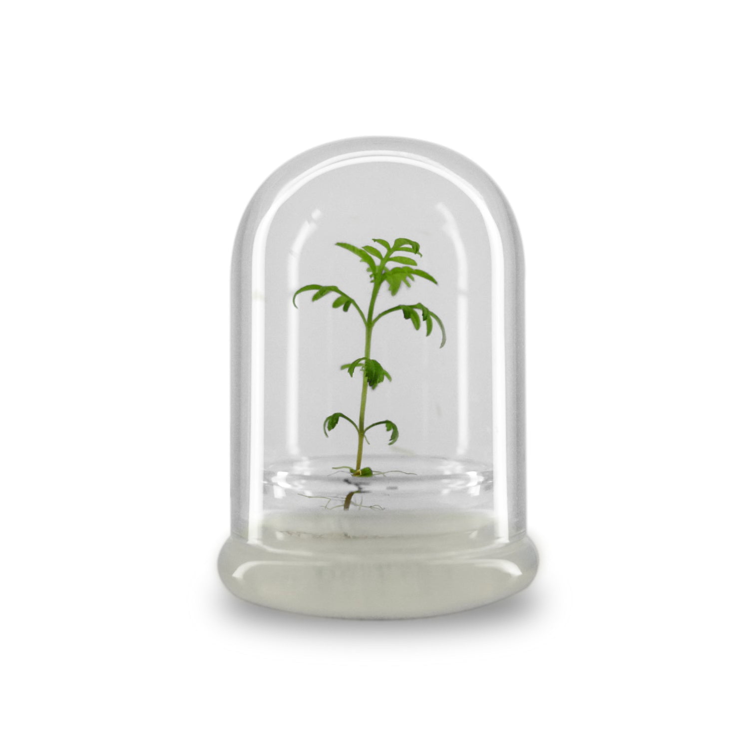 Nutritious terra gel terrarium, Seed Germination Helper, Zero ...