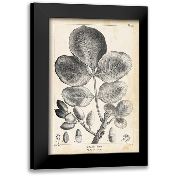 Nuttall, Thomas 11x14 Black Modern Framed Museum Art Print Titled - Vintage Pistachio Tree
