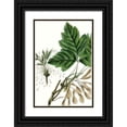 thumbnail image 1 of Nuttall, Thomas 11x14 Black Ornate Wood Framed with Double Matting Museum Art Print Titled - California Box Elder, 1 of 4