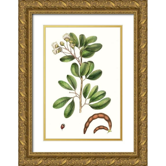Nuttall, Thomas 11x14 Gold Ornate Wood Framed with Double Matting Museum Art Print Titled - Foliage and Blooms III