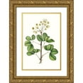 thumbnail image 1 of Nuttall, Thomas 11x14 Gold Ornate Wood Framed with Double Matting Museum Art Print Titled - Foliage and Blooms IV, 1 of 4