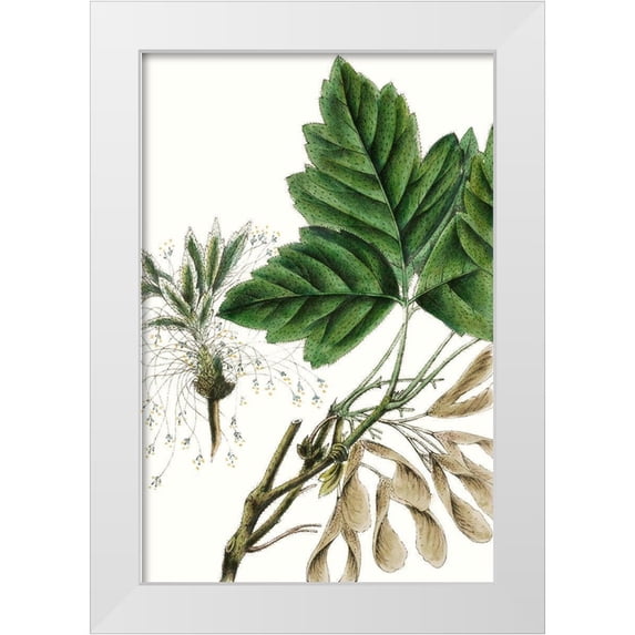 Nuttall, Thomas 11x14 White Modern Wood Framed Museum Art Print Titled - California Box Elder