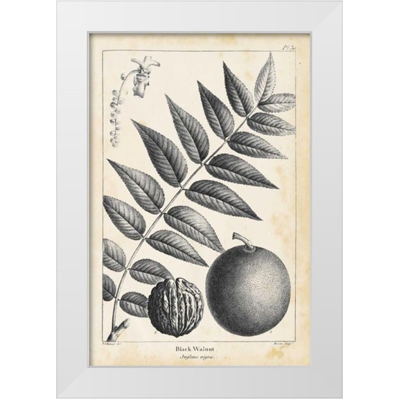 Nuttall, Thomas 11x14 White Modern Wood Framed Museum Art Print Titled - Vintage Black Walnut Tree