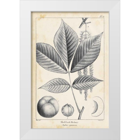 Nuttall, Thomas 11x14 White Modern Wood Framed Museum Art Print Titled - Vintage Hickory Tree