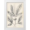 thumbnail image 1 of Nuttall, Thomas 11x14 White Modern Wood Framed Museum Art Print Titled - Vintage Laurel Oak Tree, 1 of 4