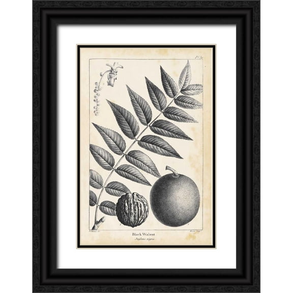Nuttall, Thomas 13x18 Black Ornate Wood Framed with Double Matting Museum Art Print Titled - Vintage Black Walnut Tree