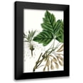 thumbnail image 1 of Nuttall, Thomas 17x24 Black Modern Framed Museum Art Print Titled - California Box Elder, 1 of 5