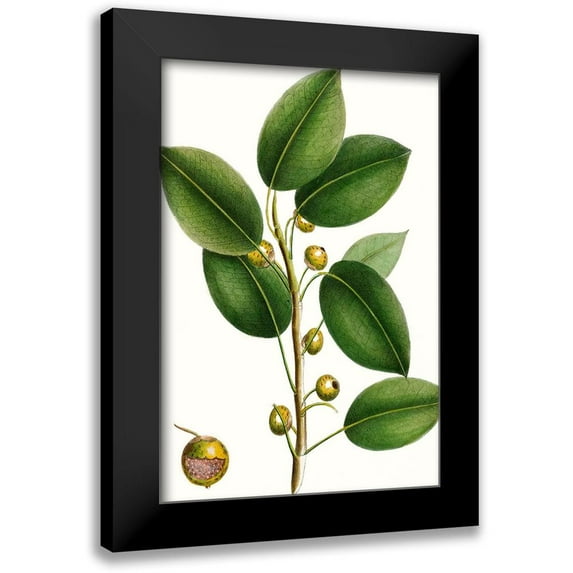 Nuttall, Thomas 17x24 Black Modern Framed Museum Art Print Titled - Cherry Fig Tree