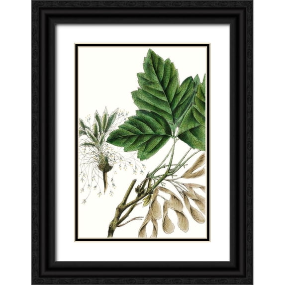 Nuttall, Thomas 17x24 Black Ornate Wood Framed with Double Matting Museum Art Print Titled - California Box Elder