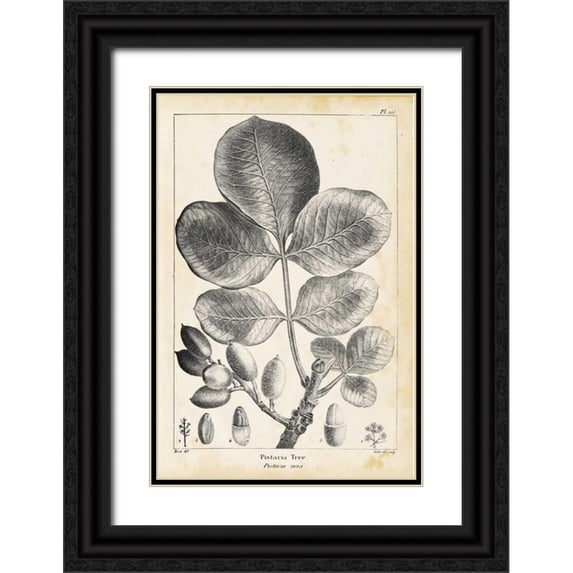 Nuttall, Thomas 17x24 Black Ornate Wood Framed with Double Matting Museum Art Print Titled - Vintage Pistachio Tree