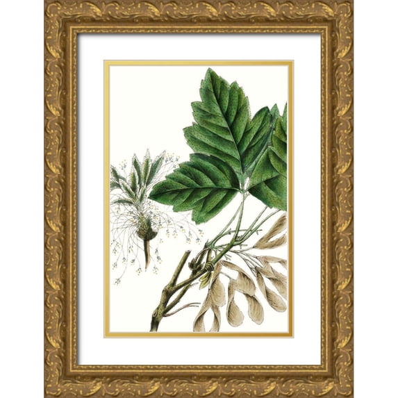 Nuttall, Thomas 17x24 Gold Ornate Wood Framed with Double Matting Museum Art Print Titled - California Box Elder