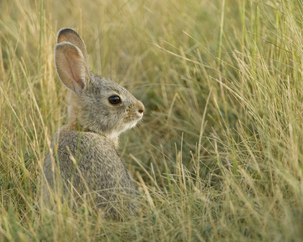 Nuttalls Cottontail (Sylvilagus Nuttallii) Saskatchewan Canada Canvas Art - Grambo Photography and Design Inc Design Pics (17 x 13)