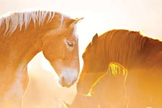 Nuzzle Canvas Art - Gary Crandall (12 x 18)