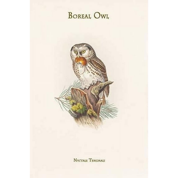 Nyctale Tengmali - Boreal Owl. High quality vintage art reproduction by Buyenlarge. One of many rare and wonderful images brought forward