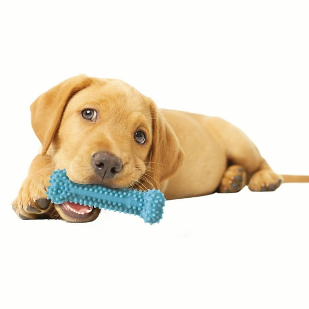 Nylabone Puppy Chew Toy & Treat Starter Pack, Blue