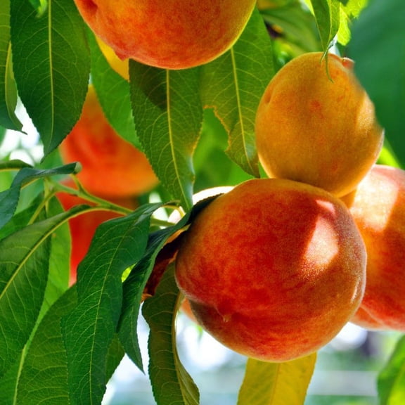 OHenry Peach Live Tree 5 Gallon