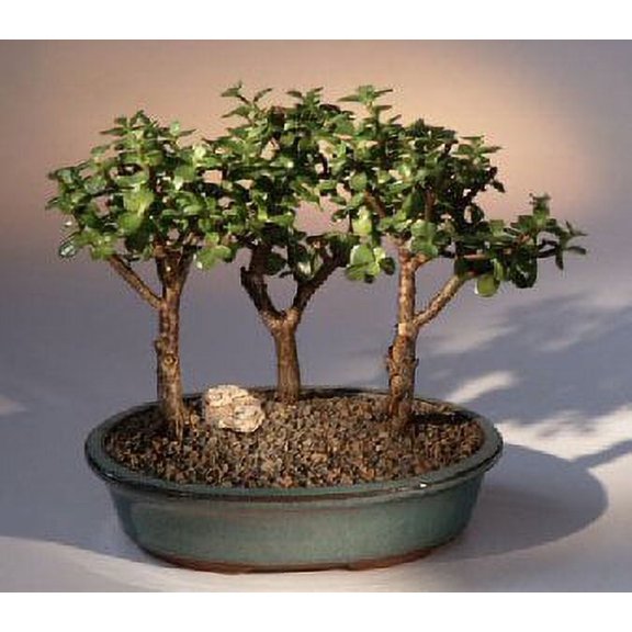 O'force Baby Jade - 3 Tree Group 4-5 years old, 9" - 11" tall for Home or Office with Humidity Tray