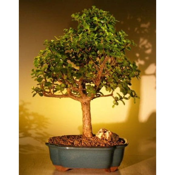 O'force Baby Jade Bonsai Tree - Extra Large 19 years old, 16 - 17" tall for Home and Garden