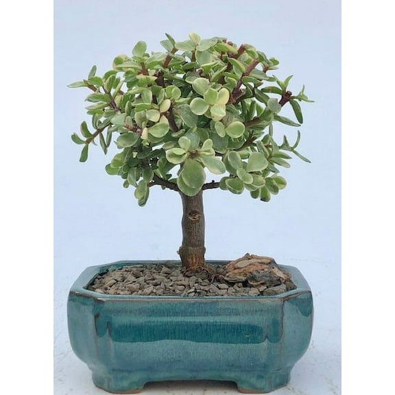 O'force Baby Jade Bonsai Tree Variegated - Medium 5 years old, approximately 8-9" tall Good for home or office