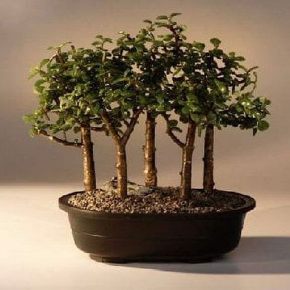 O'force Baby Jade Tree Five Tree Forest Group 6-9 years old, 10" - 11" tall An excellent tree for the home or office
