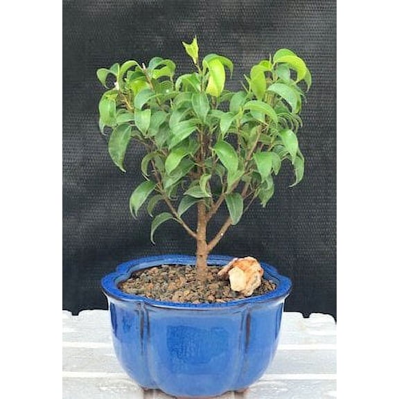 O'force Ficus 'Too Little' Bonsai Tree - Small 6 years old, 9-10" tall Great for indoors in low, moderate or high lighting conditions