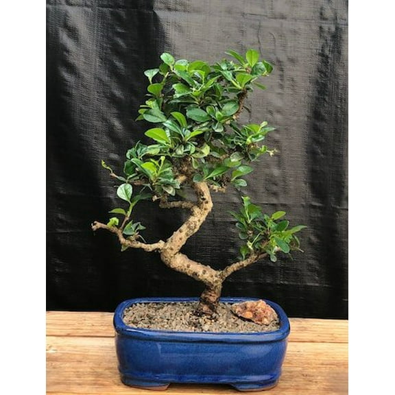 O'force Flowering Fukien Tea Bonsai Tree - Medium Curved Trunk Style 15 years old, 14-15" tall Great for Indoor Use
