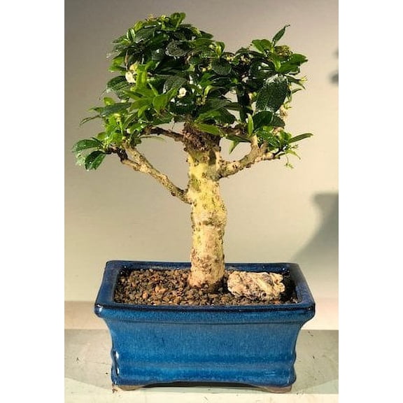 O'force Flowering Fukien Tea Tree - Upright Aged - Medium (ehretia microphylla) 12 years old, 9" - 10" tall Great for indoors