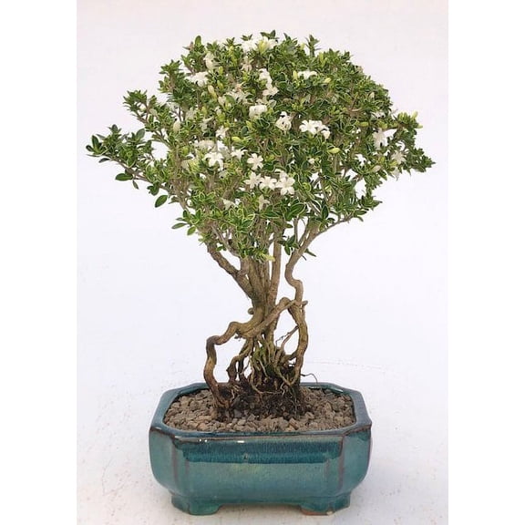 O'force Flowering Mount Fuji Serissa Bonsai Tree With Raised Roots 7 years old, approximately 10" - 12" tall Easy indoor maintenance, Excellent for beginners