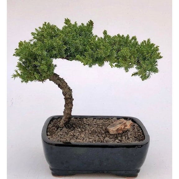 O'force Juniper Bonsai Tree - Large 10 years old, 11" - 12" tall Suitable for Indoor and Outdoor