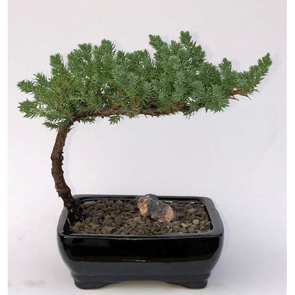 O'force Juniper Bonsai Tree-Small Perfect for Home and Garden decor